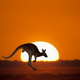 A kangaroo at sunset.